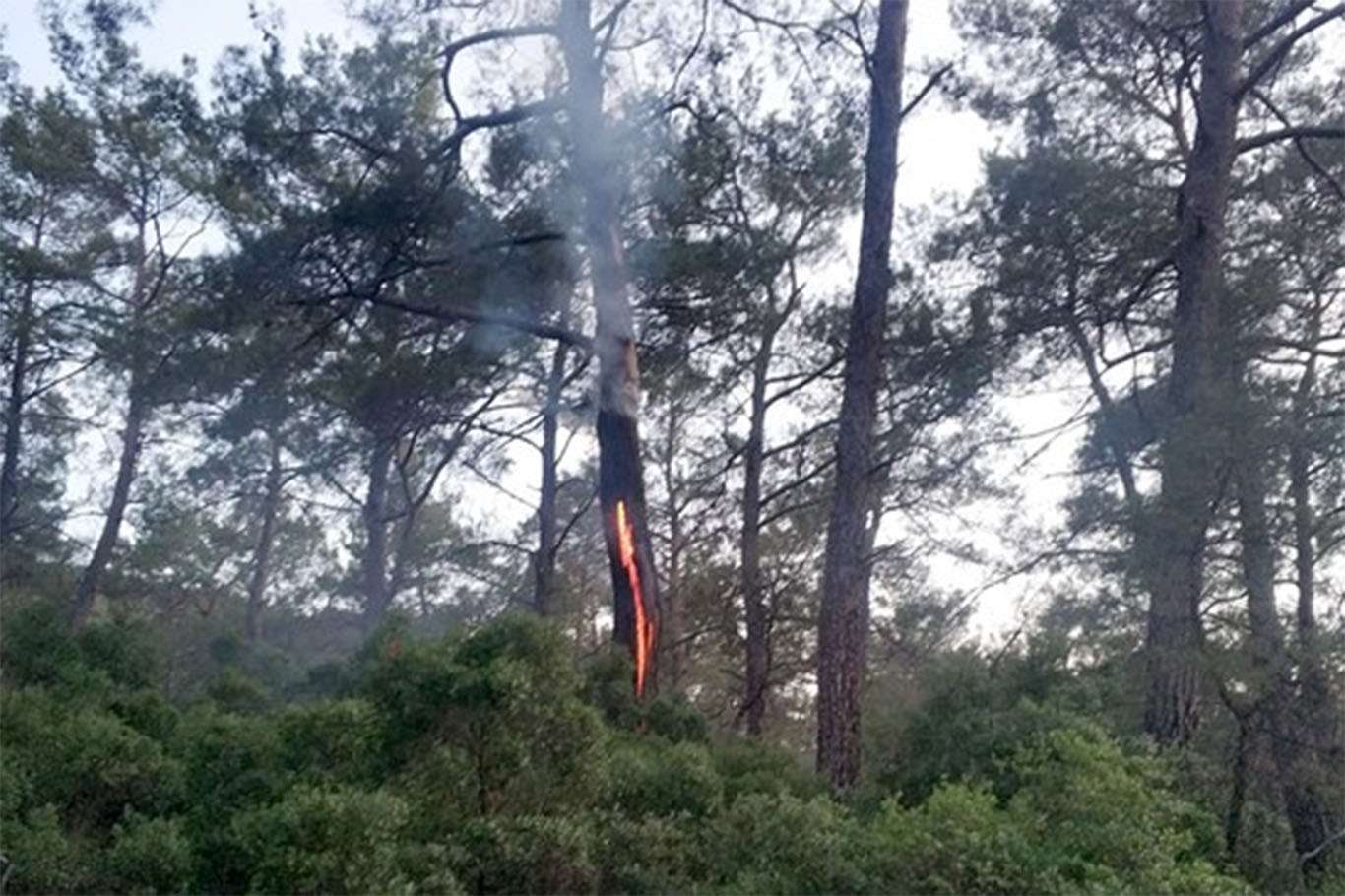 Muğla'da 12 günde 48 yıldırım yangını Muğla'da 12 günde 48 yıldırım yangını
